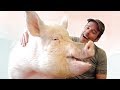Rescued Pig Turns Family Vegan | LIVEKINDLY