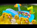 Inflatable water park for Ducklings