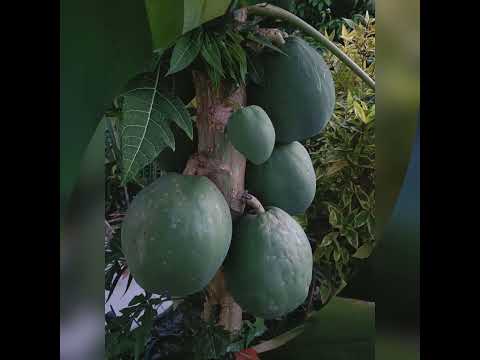 Raylene,s Secret Garden 🪏🏡 Magnetic Island 🏝️🍹🏖️🌊💙 Keep blooming where you are planted. 