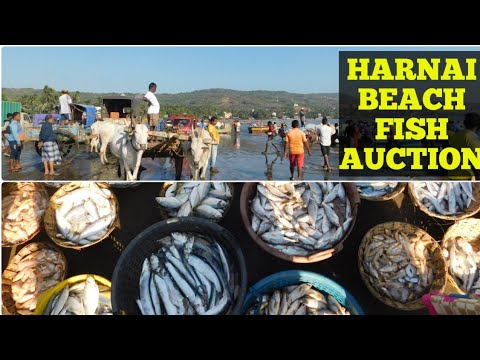 Harnai Beach, Dapoli | Suvarnadurg | हर्णे बंदर | Konkan | Ratnagiri | Biggest Fish Auction