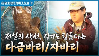 제주도 사람도 먹기 힘들다는 다금바리! 입질의 추억 김지민 님과 제주도로 떠납니다 #다금바리 #자바리 #김지…