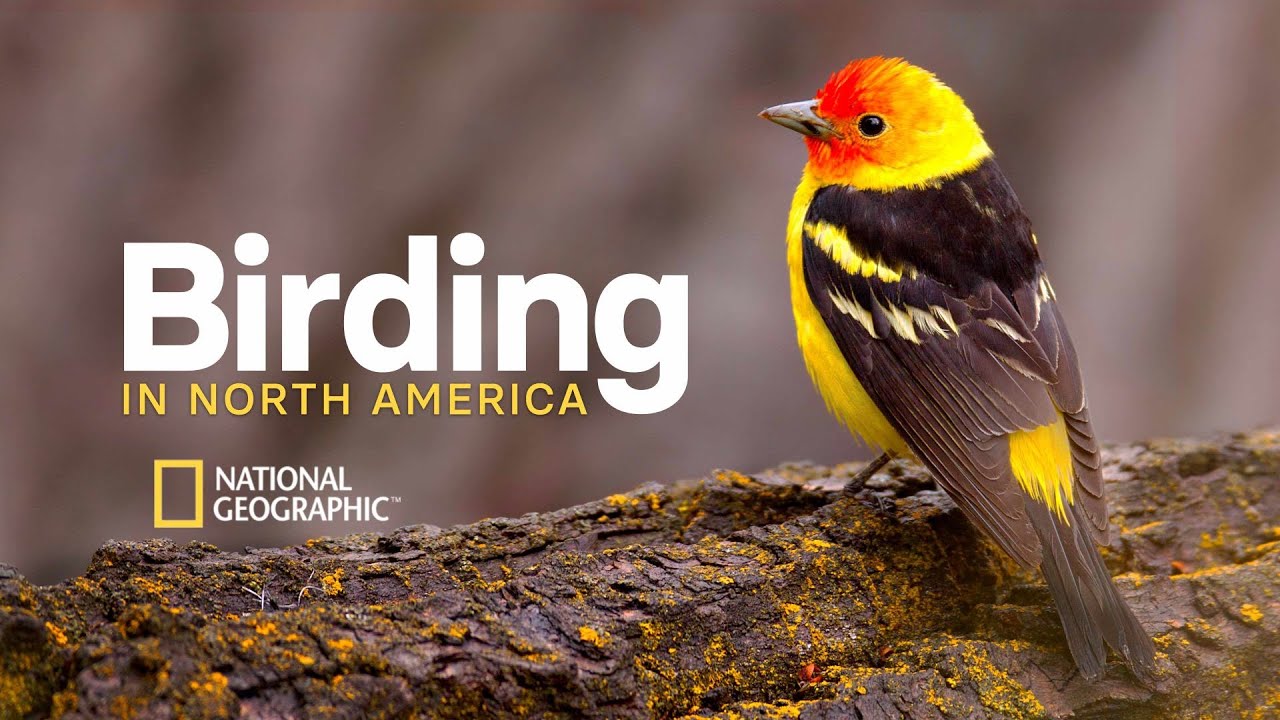 The National Geographic Guide to Birding in North America | Official Trailer | The Great Courses