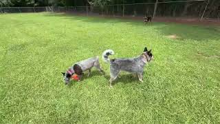 Video preview image #1 Mutt Puppy For Sale in Garden City, NY, USA
