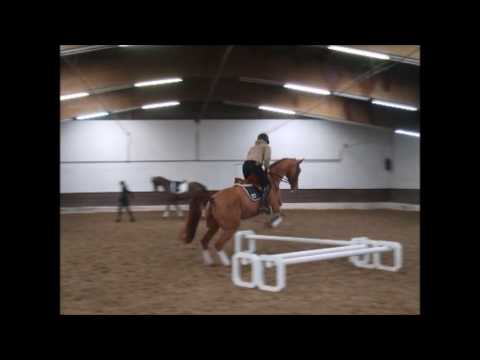 LITTLE LOTUS 6j. v. Longton - Don Marcello  L-Dres. gew. -for sale-