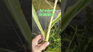 Download lagu pohon turubuk #fypシ #fypshorts #fypシ゚viral mp3 Download lagu pohon turubuk #fypシ #fypshorts #fypシ゚viral mp3
