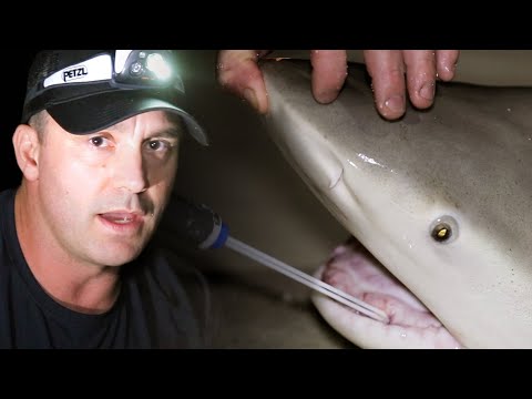 JE PRENDS DES ECHANTILLONS DANS LA GUEULE D'UN REQUIN - Cyril Chauquet