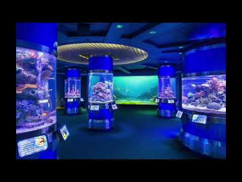 The Living Seas Interior Area 2.5 Hour Music Loop