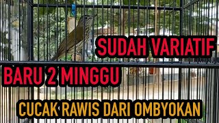 Download lagu VARIASI KICAU CUCAK RAWIS DARI OMBYOKAN SETELAH 2 MINGGU mp3