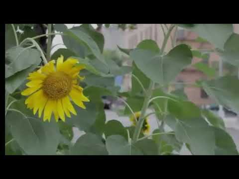 Doamne esti taria mea  /  Lucica Toader