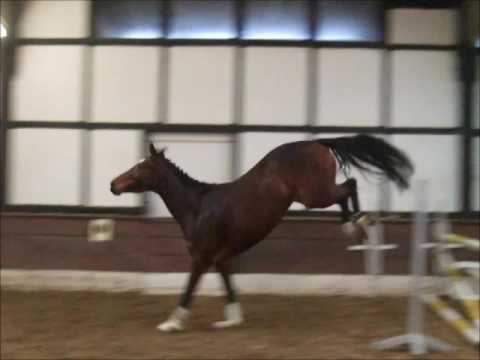 QUICKGIRL 4j. v. Quickcheck (Quidam de Revel) - Graf Top VB 7.000,- Euro