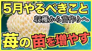 【家庭菜園のイチゴ】5月にやるべきこと,管理方法と注意点【苗作り, ランナーを残す, 水やり】