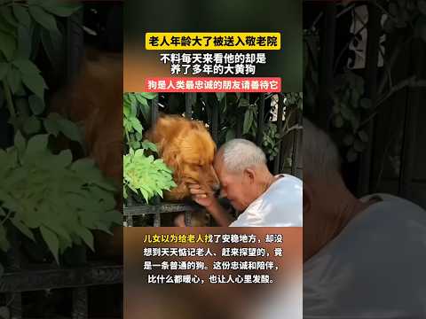 🇨🇳 老人被送进敬老院，多年忠犬每日奔波二十里只为守候身旁 🇬🇧 Loyal Dog Travels 10km Daily to Visit Owner at Nursing Home