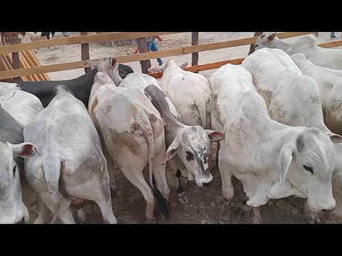 FEIRA DO GADO EM LAJEDO_PE 10_12_2025 