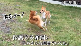 【保護犬】これからもたくさん思い出を作りたい…健康について考えた旅行でした