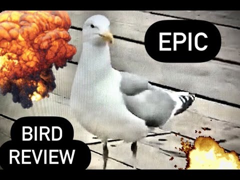 Epic Bird Review