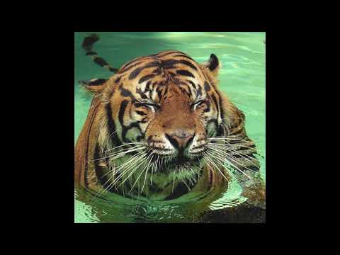 [FREE] Smino x Monte Booker x Tobi Lou Type Beat "SODA" | @rocthedoctor