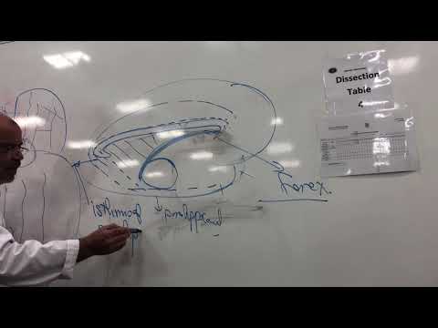 Year 3 - Module C - Neuroanatomy Lab (Limbic system part1)