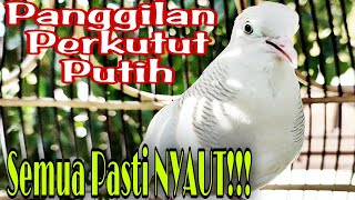 Download lagu Perkutut Putih Gacor cocok buat pancingan perkutut lokal macet agar nyaut gacor mp3 Download lagu Perkutut Putih Gacor cocok buat pancingan perkutut lokal macet agar nyaut gacor mp3