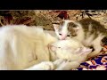 The Deaf Cat Sleeps And The Kitten Wants To Eat