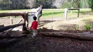 preview picture of video 'Kids from Malaysia feeding farm animals - Bilpin Springs Lodge Blue Mountains'