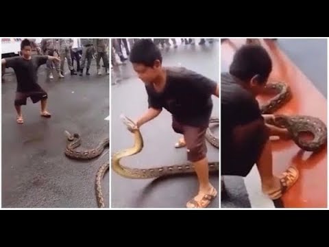 Kid taunts a 3 Meter Python then catches it with his BARE HANDS!