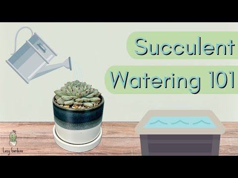 Succulent Watering 101: When to Water Succulents & How Much Water do Succulents Need?