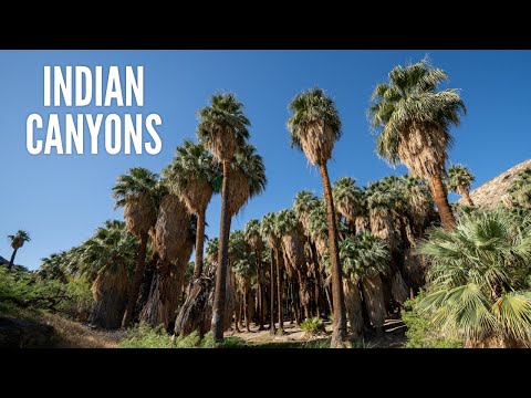 Indian Canyons: Hiking Palm Canyon & Andreas Canyon in Palm Springs