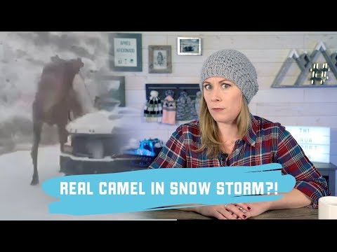 Camel in a Snowstorm?? // The Snow Report with Halley O'Brien