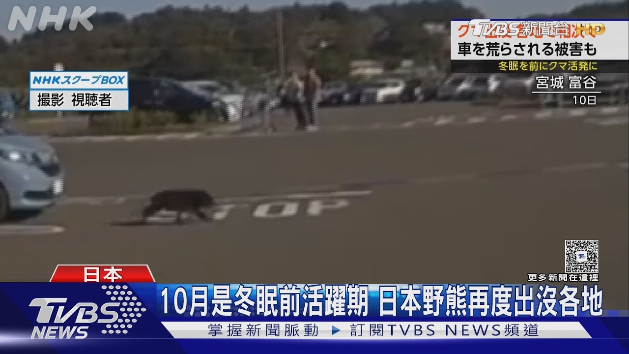 影音／日棕熊竟會開車門！闖車內翻箱倒櫃遭撲殺　山毛櫸豐收恐延後冬眠