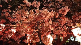 4月5日19時半 上野公園桜通り 満開だよ！みんなで花見しよう！夜桜
