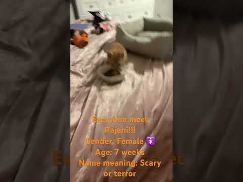 New kitten! Name: Rajani #newkitten #rajani