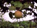 Black Moth Super Rainbow - The Sticky (Apples in the Ground Extended Remix)