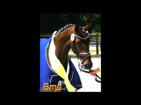 Hann. St. * 2016  Scolari - Don Marcello