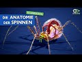 Die fantastische Anatomie der Spinnen - alles, was du wissen musst
