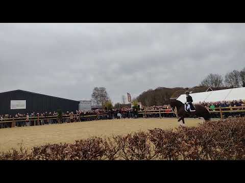 Stallion Kyton with Edward Gal