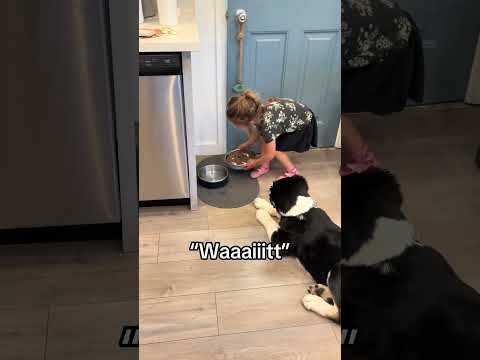 That is a well behaved dog🥰🥰🥰 #dog #dogs #puppy #puppies #dogshorts @hachithebear