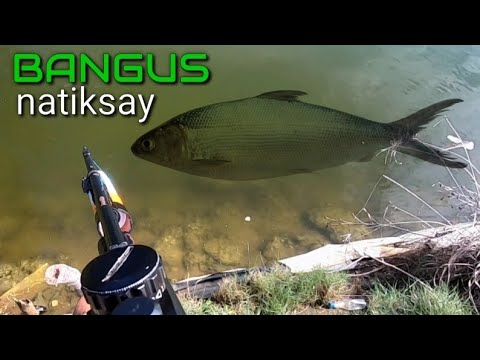 P1 - BANGUS ang NATIKSAY ko.. (catchNcook) SINIGANG...