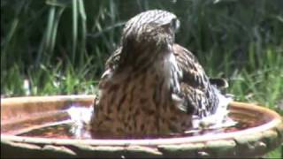 preview picture of video 'Hawk Takes a Bath'