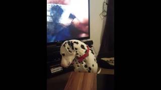 Dingo dalmatian talking
