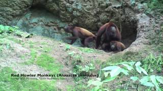 Male-male Interactions on Red-Howler monkeys (Alouatta seniculus)