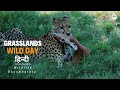 Grasslands Wild Day हिन्दी डॉक्यूमेंट्री Wildlife Documentary 