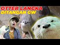 LANGKA OTTER MOZAIK RASANYA PENGEN BAWA PULANG