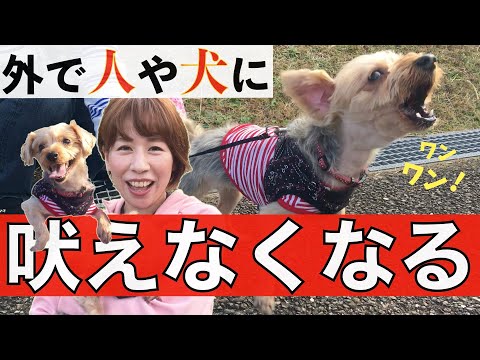I tried to cast a \no barking spell\ on my dog ​​who barks nonstop on walks