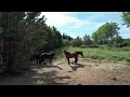 Haras du Bel Olivier - Ecurie de propriétaires