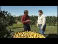 Florida S Orange Juice America S Heartland