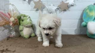 ビションフリーゼの動画01