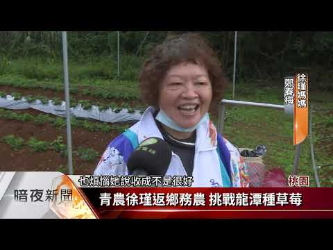 青農徐瑾返鄉務農 挑戰龍潭種草莓 - 客家電視台