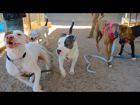 Dog TV Daycare for Tuesdays