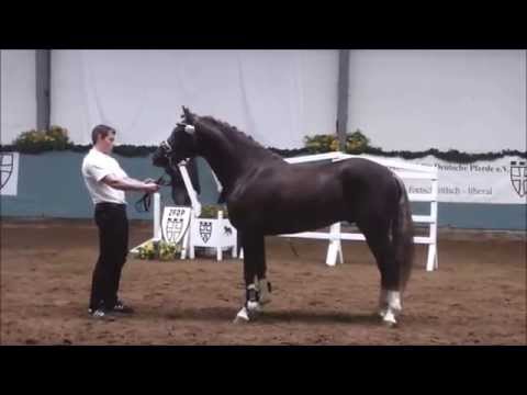 Körungsimpressionen Lentföhrden Petit Magic Moment