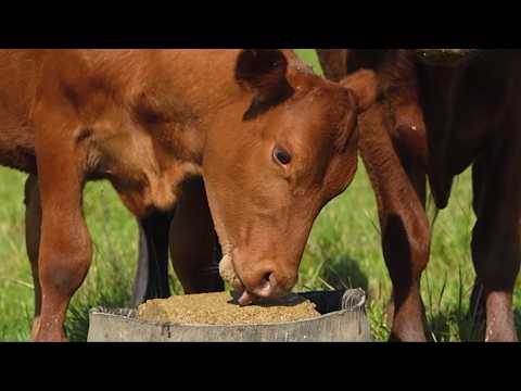 Case de Sucesso em Formigueiro RS:  Tecnoblock Endek reduz parasitas e facilita o manejo do rebanho